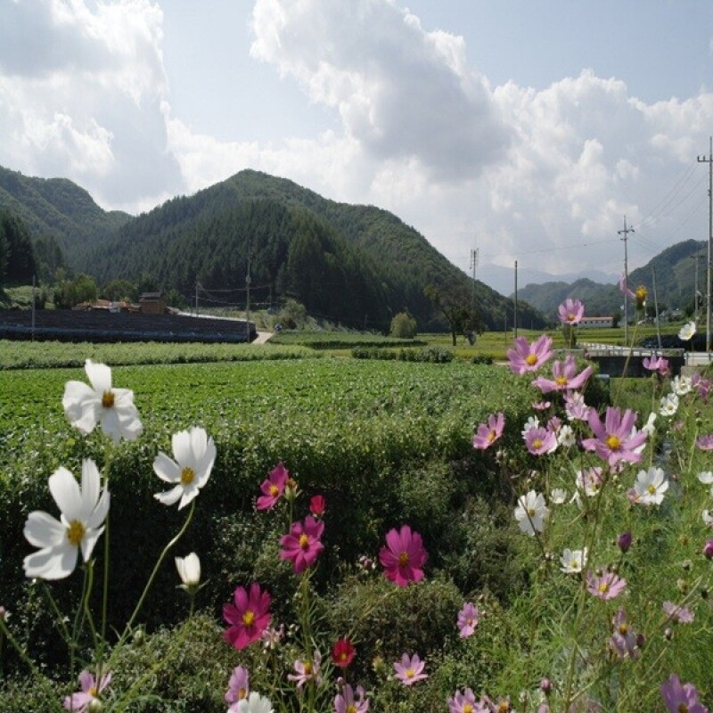 춘천몰,춘천 솔바우 농부쌀 4kg