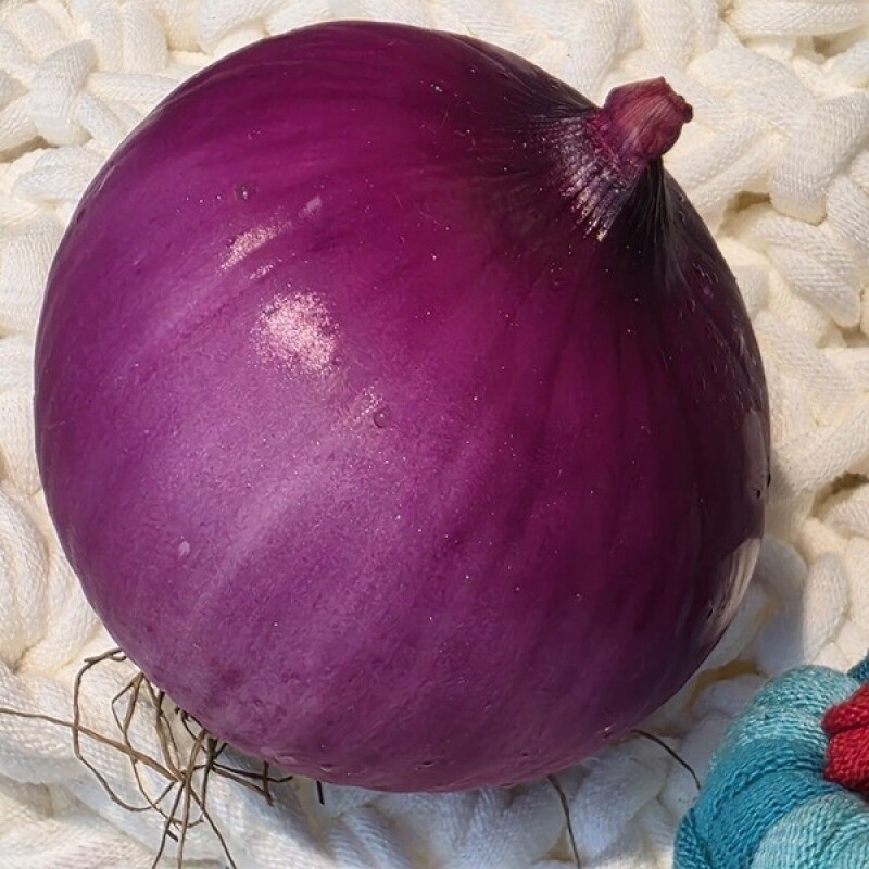 춘천몰,솔바우 송씨네 자색양파 10kg