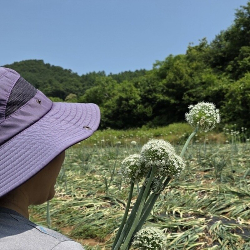 춘천몰,솔바우 송씨네 양파 10kg