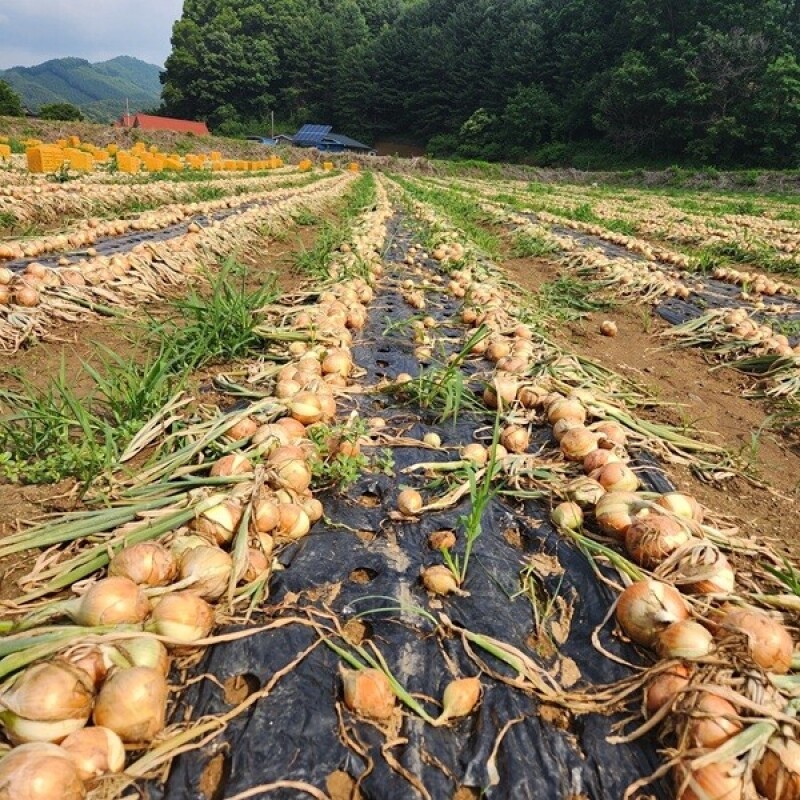 춘천몰,솔바우 송씨네 양파 10kg