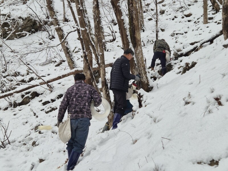 춘천몰,누리삼 고로쇠수액1.5Lx6개