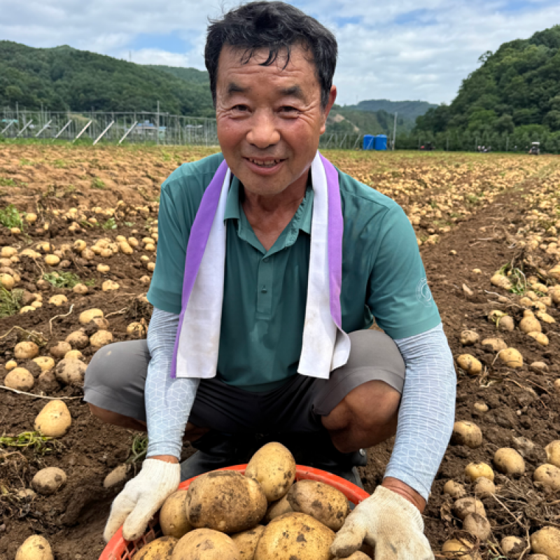 26년 솔바우 햇감자