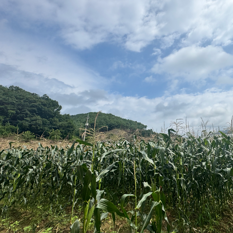 춘천몰,솔바우흑찰옥수수(무료배송,사전예약)