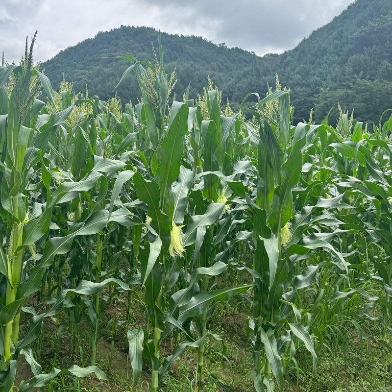 춘천몰,솔바우흑찰옥수수(무료배송,사전예약)