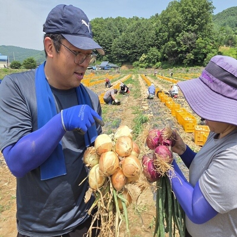 강원더몰,[라이브특가]솔바우 송씨네 자색양파 10kg