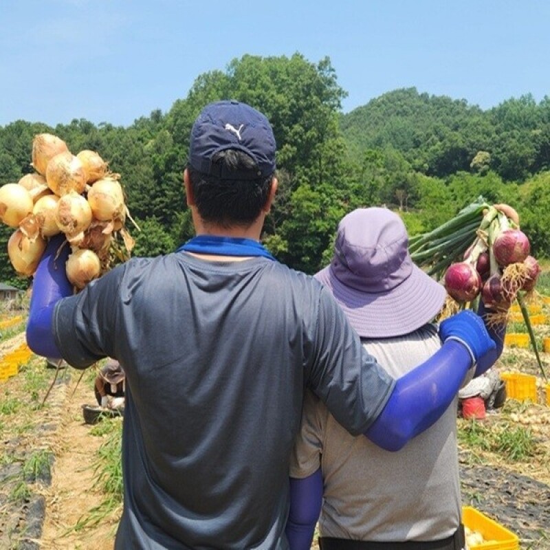 강원더몰,[라이브특가]솔바우 송씨네 자색양파 10kg